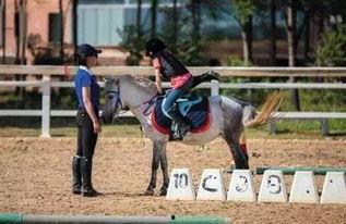 马术成人教学视频大全,全方位解析成人马术学习之路