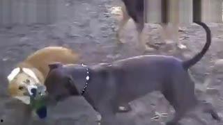 成人泥坑打架视频大全集,成人泥坑打架视频大全集精彩回顾