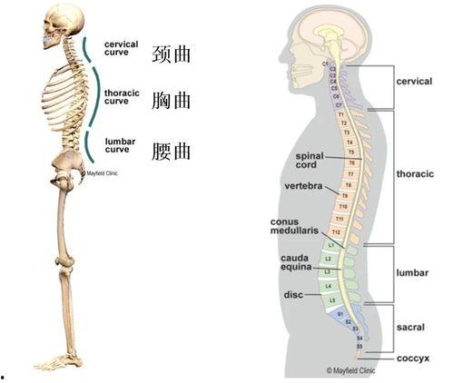 成人背部腰部矫正视频,告别疼痛,重拾健康生活