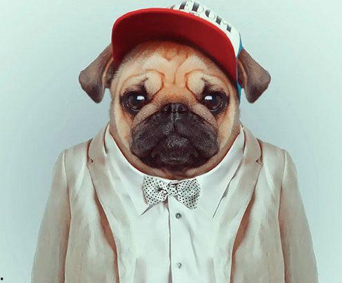 动物衣服成人运动视频,成人运动视频中的独特风采