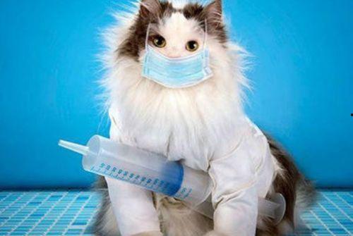 成人猫怎么打疫苗针视频,视频教学,轻松掌握打针技巧