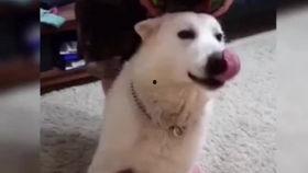 搞笑狗变成人了视频