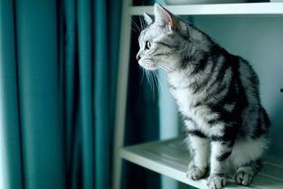 筷猫成人短视频