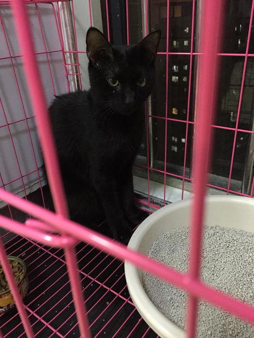 成人黑猫视频在线播放